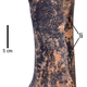 Not your average chicken bone: The Pachystruthio dmanisensis femur.